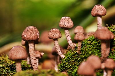 Close-up of mushrooms growing on plant