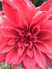 Close-up of pink dahlia