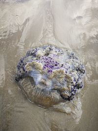 High angle view of crab on beach
