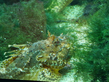 Close-up of fish underwater