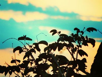 Close-up of silhouette plant against sky at sunset