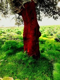 grass