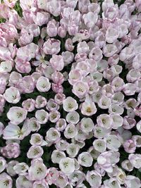 High angle view of pink flowering plant