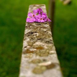 Close-up of flower growing on tree trunk