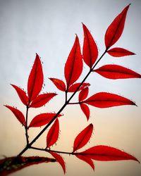 Close-up of red maple leaves against sky