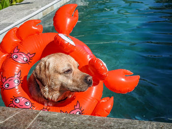 Portrait of dog in water