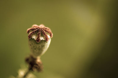 Close-up of wilted flower bud outdoors