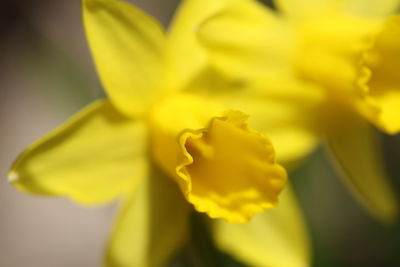 Close-up of yellow flower