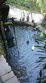 High angle view of duck swimming in lake