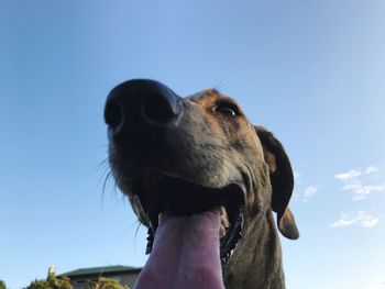 Close-up of dog against sky