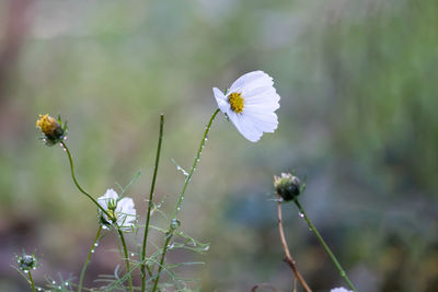 Close-up of white flowering plant on field