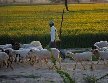 Man with his herd of sheep