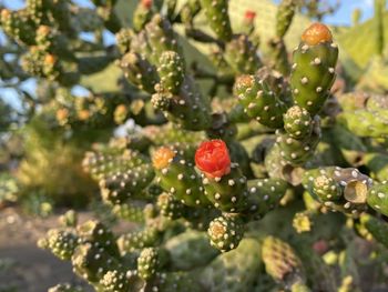Close-up of strawberry growing on tree