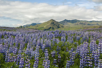 Purple flowers growing in field against sky