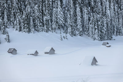 Snow covered land and trees in forest