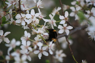 Close-up of bumblebee pollinating on flower