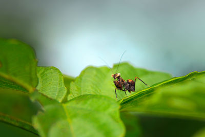 Close-up of insect on leaf