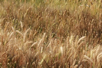 Full frame shot of wheat field