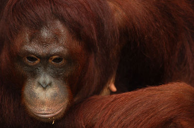 Close-up of a female orangutan