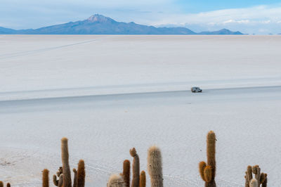 Landscape of the crystallized bolivia salt flat with a car driving through.