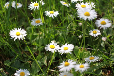 Close-up of white daisy flowers on field