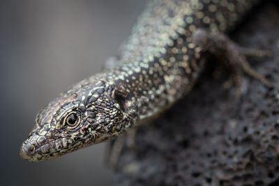 Close-up of lizard