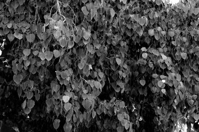 Full frame shot of ivy growing on field