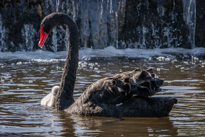 Swan floating in a lake