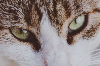 Close-up portrait of a cat