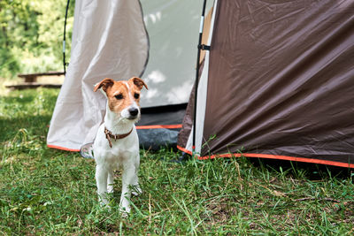 Dog on field