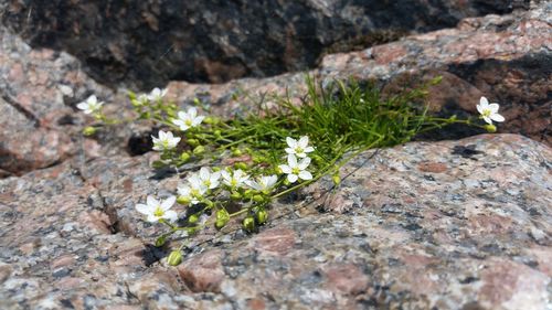 Close-up of white flowers blooming on rock