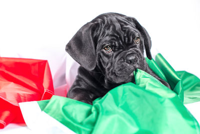 Portrait of black dog against white background