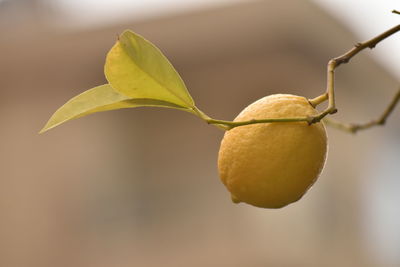 Close-up of yellow fruit on plant