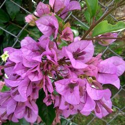 Close-up of purple flowers blooming