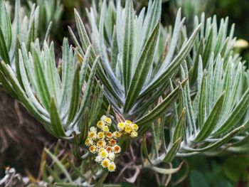 Close-up of yellow flowering plant