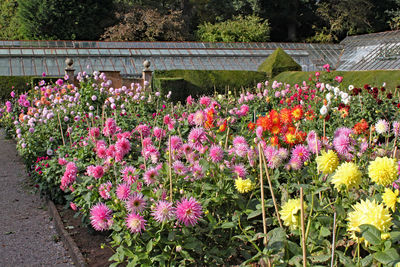 Pink flowering plants in garden