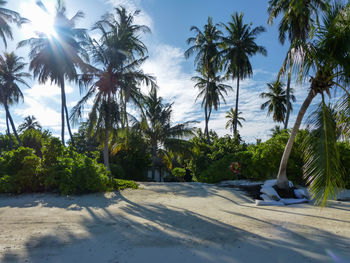 Palm trees on beach against sky