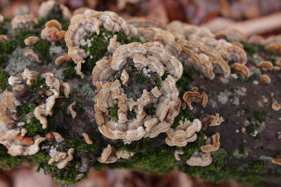 Close-up of mushrooms growing on land