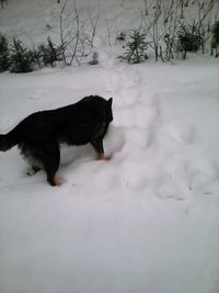 Dog on snow covered field