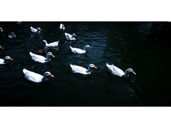 High angle view of swans swimming in lake