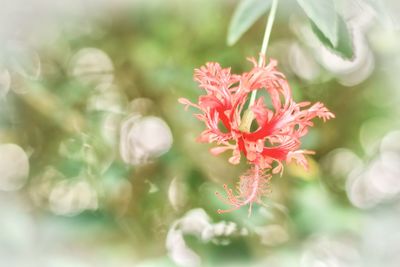 Close-up of red flowering plant