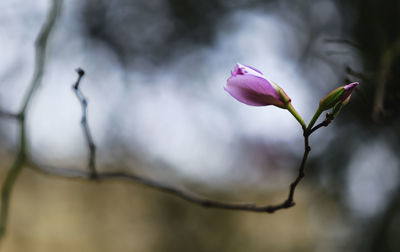 Close-up of flower blooming outdoors