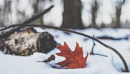 Close-up of autumn leaf on snow