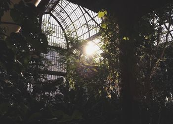 Sunlight streaming through trees