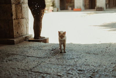 Portrait of cat standing on footpath