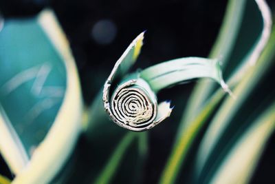 Close-up of snail on plant