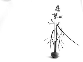 Low angle view of plant against white background