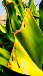 Close-up of insect on plant