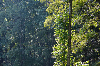 View of trees in forest