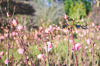 Close-up of pink flowers blooming on tree